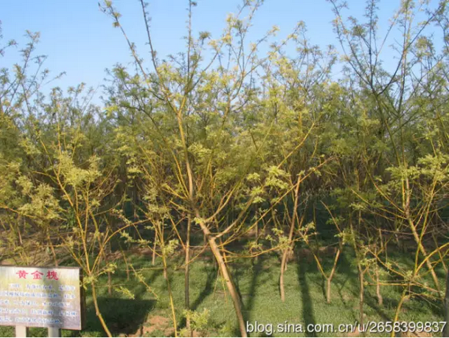 中國(guó)人民公社的標(biāo)桿:周家莊(圖9)