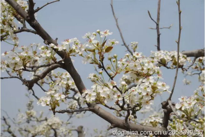 中國(guó)人民公社的標(biāo)桿:周家莊(圖20)