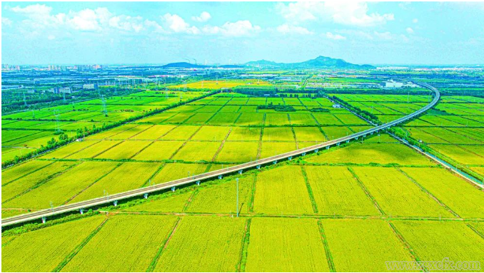 “萬畝糧田”種植現(xiàn)象透視——江蘇農(nóng)業(yè)現(xiàn)代化新動向側(cè)記(圖1) 10.18(1).png